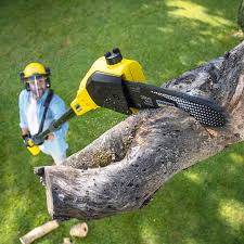 Best Tree Cabling and Bracing  in Prosperity, SC