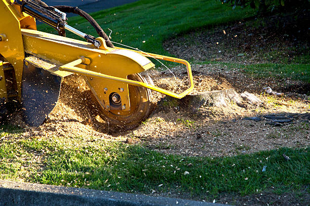 Professional Tree Services in Prosperity, SC